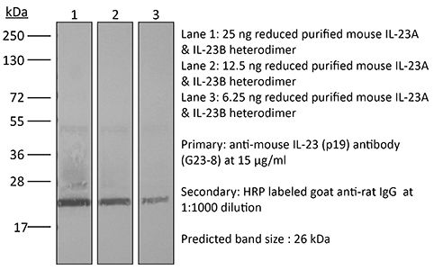 InVivoMAb anti-mouse IL-23 (p19)