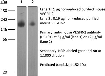 InVivoMAb anti-mouse VEGFR-2