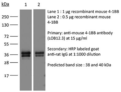 InVivoPlus anti-mouse 4-1BB (CD137)