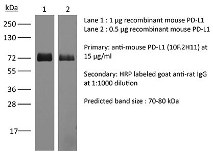 InVivoMAb anti-mouse PD-L1 (B7-H1)