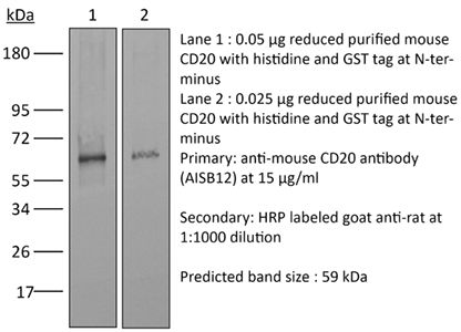 InVivoMAb anti-mouse CD20