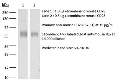 InVivoMAb anti-mouse CD28