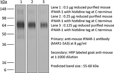 InVivoMAb anti-mouse IFNAR-1