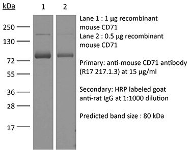 InVivoPlus anti-mouse CD71 (TfR1)