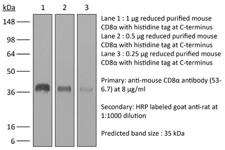 InVivoPlus anti-mouse CD8α