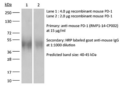 RecombiMAb anti-mouse PD-1 (CD279) (D265A)