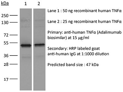 InVivoSIM anti-human TNFα (Adalimumab Biosimilar)