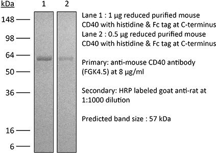 InVivoMAb anti-mouse CD40