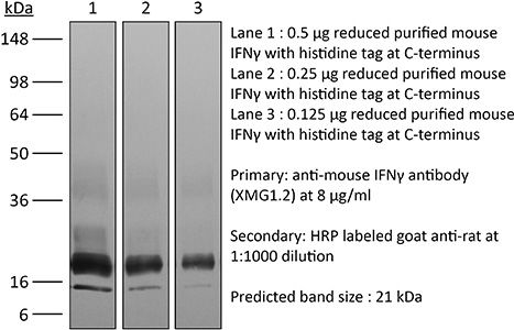 InVivoMAb anti-mouse IFNγ