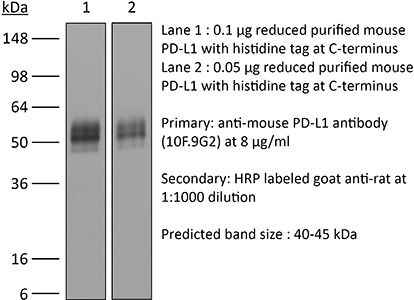 InVivoPlus anti-mouse PD-L1 (B7-H1)