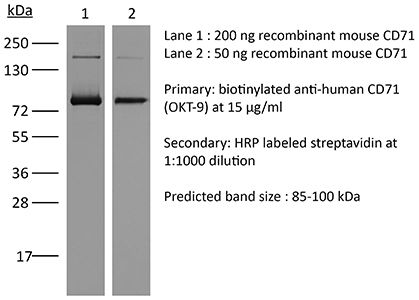 InVivoMAb anti-human CD71