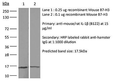 InVivoMAb anti-mouse/rat IL-1β