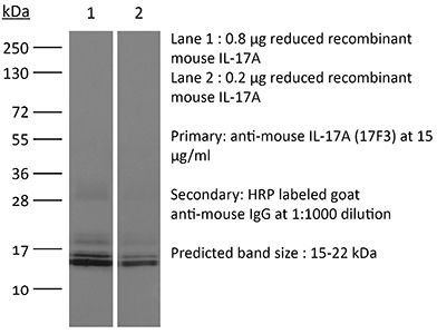 InVivoPlus anti-mouse/rat IL-17A