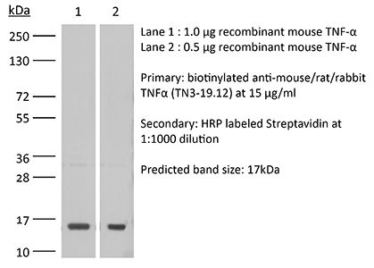 InVivoMAb anti-mouse-rat-rabbit TNF_BioXcell_优宁维(univ)商城