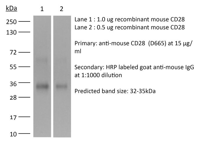 InVivoMAb anti-mouse CD28