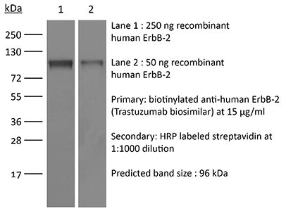 InVivoSIM anti-human HER2 (Trastuzumab Biosimilar)