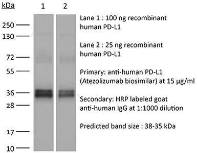 InVivoSIM anti-human PD-L1 (Atezolizumab Biosimilar)