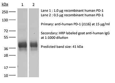 InVivoMAb anti-human PD-1 (CD279)