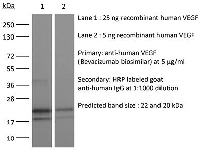 InVivoSIM anti-human VEGF (Bevacizumab Biosimilar)