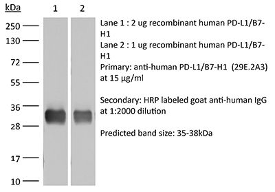 InVivoMAb anti-human PD-L1 (B7-H1)