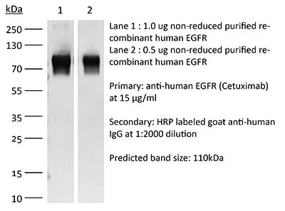 InVivoSIM anti-human EGFR (Cetuximab Biosimilar)