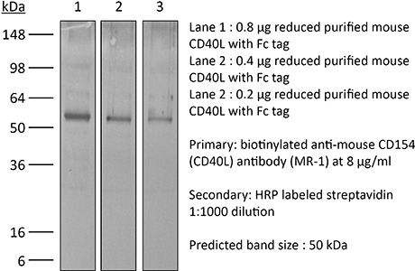 InVivoMAb anti-mouse CD40L (CD154)