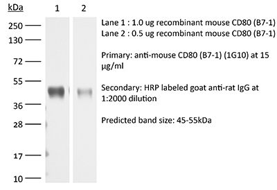 InVivoMAb anti-mouse CD80 (B7-1)