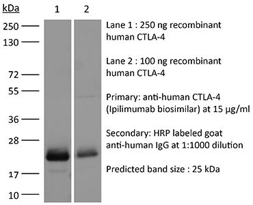 InVivoSIM anti-human CTLA-4 (Ipilimumab Biosimilar)