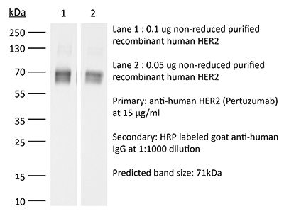 InVivoSIM anti-human HER2 (Pertuzumab Biosimilar)