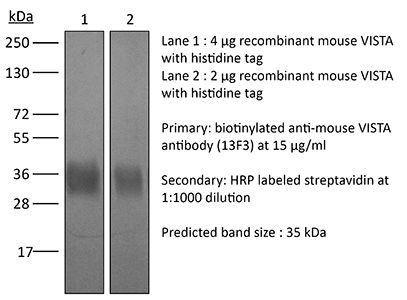 InVivoPlus anti-mouse VISTA