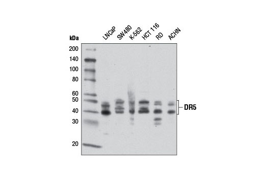 Death Receptor Antibody Sampler Kit