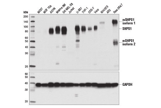 SIRPalpha/SHPS1 (D6I3M) Rabbit mAb