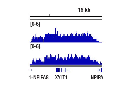 Methyl-Histone H3 (Lys9) Antibody Sampler Kit