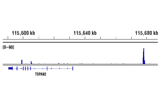 Hippo Pathway: Upstream Signaling Antibody Sampler Kit