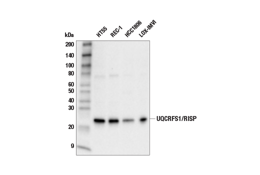 UQCRFS1/RISP Antibody