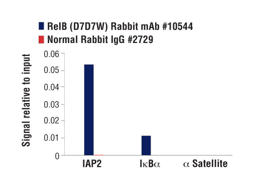 NF-kappaB Family Antibody Sampler Kit II