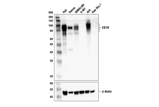 CD19 (Intracellular Domain) (D4V4B) XP ® Rabbit mAb