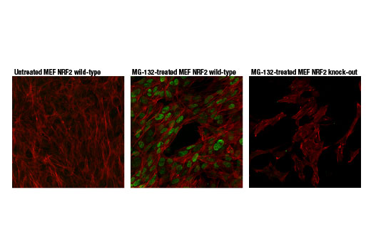 NRF2 (D9J1B) Rat mAb