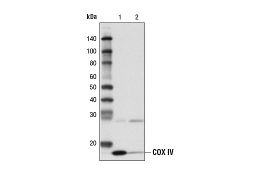 Protein G Agarose Beads