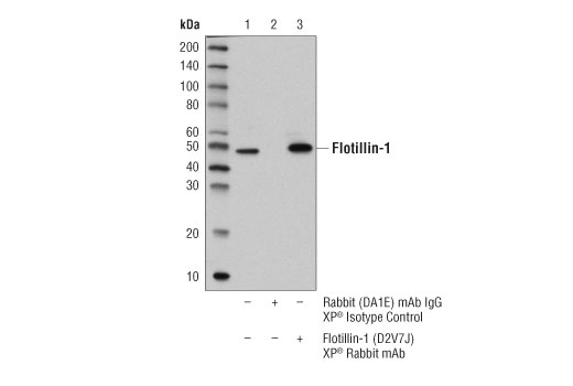 Exosomal Marker Antibody Sampler Kit