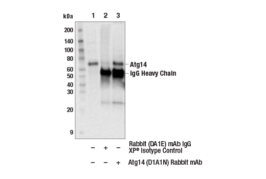 Beclin-1 Complex Antibody Sampler Kit