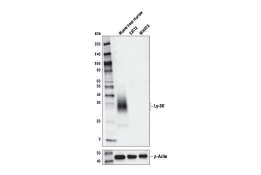 Ly-6G (E6Z1T) Rabbit mAb