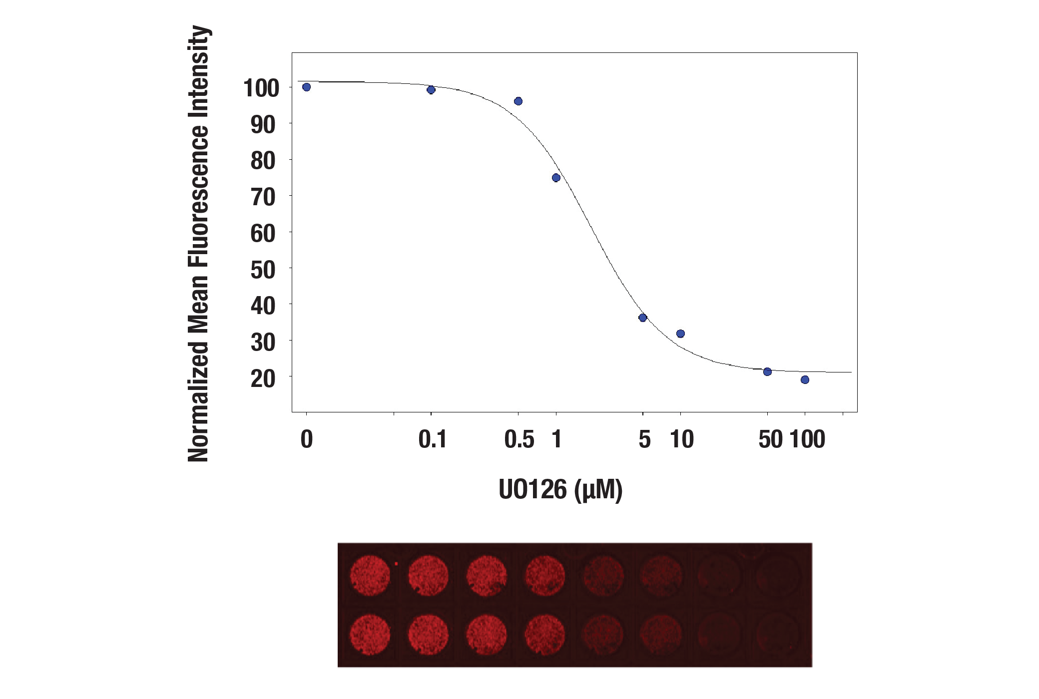 Anti-rabbit IgG (H+L) (DyLight™ 680 Conjugate)