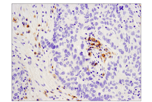 Mouse Immune Cell Phenotyping IHC Antibody Sampler Kit