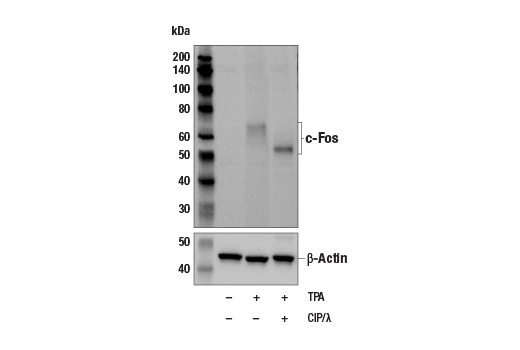 c-Fos (9F6) Rabbit mAb