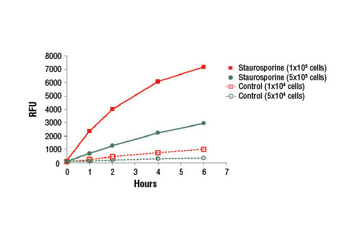 Caspase-3 Activity Assay Kit