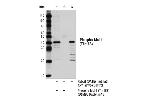 Pro-Survival Bcl-2 Family Antibody Sampler Kit II