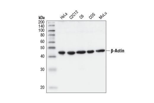 beta-Actin Antibody