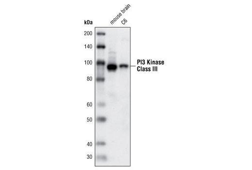 Beclin-1 Complex Antibody Sampler Kit