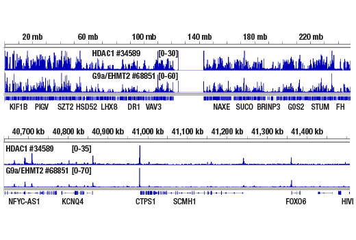 Class I HDAC Antibody Sampler Kit